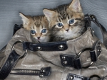 kittens in the bag