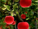 Apple red
