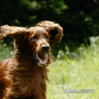 Speeding Irish Setter