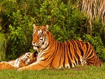 Tigers