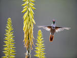 Amazilia Hummingbird Feeding on an Agave Flower Peru