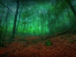 Misty Green Forest Enchantment