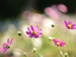 Field Of Pink Flowers