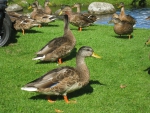 Ducks in the park
