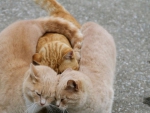 Cats together.