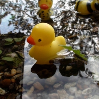 Rubber Ducky Puddle