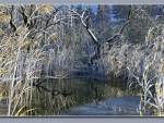 WINTER POND
