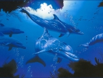Five Dolphins