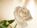White Rose For My Friend Yaty