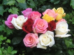 roses _multicolor