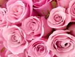 pink roses