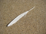 Feather on the beach