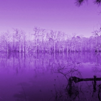 Purple Lake