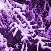 Purple Snow