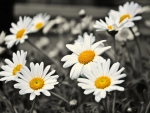 Daisies