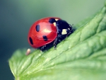 Ladybug