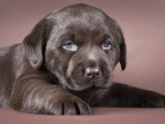*** Little labrador ***