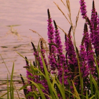 bouquet on the water