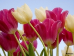 Beautiful tulips