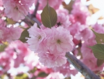 Pink Cherry blossom