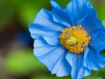 Blue flower