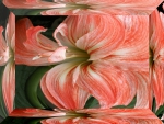 Amaryllis
