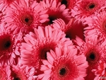 red daisies