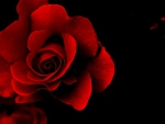 Red Rose