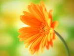 yellow-daisy-flower