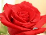 Lovely rose