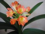 Clivia miniata
