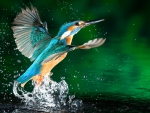 *** KINGFISHER ***