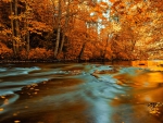 Forest stream in autumn