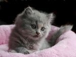 Sweet kitten