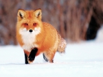fox