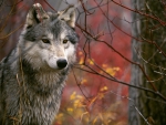 The Lookout Gray Wolf