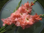 Salmon Pink Gladiolus