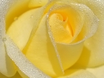 Dewy yellow rose