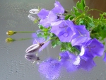 Campula Waterdrops