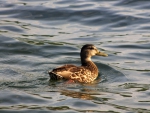 Duck on Lake George