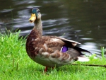 Duck