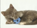 A gray kitten playing with a ball