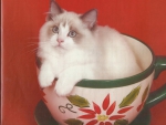 A kitten in a christmas cup