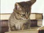 A tabby kitten reading a book