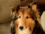 Collie
