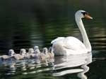 Swans Family Swim