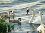 Swan Family