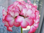 Pink geranium