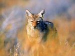 Coyote