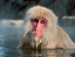 Japanese Macaque